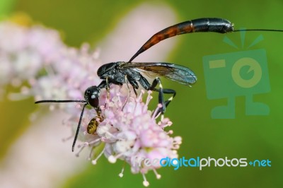 Gasteruptiidae Wasp  On Flowering Tamarisk Stock Photo