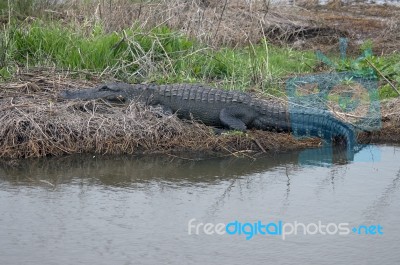 Gator In The Marsh Stock Photo