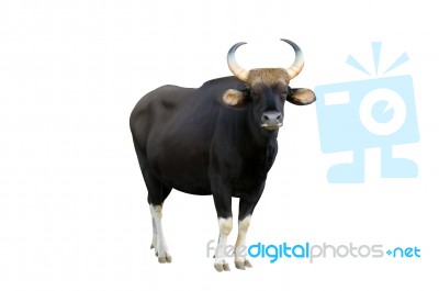 Gaur Stock Photo