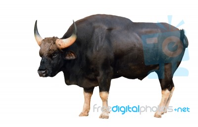 Gaur Isolated Stock Photo