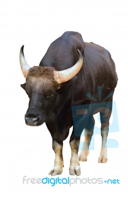 Gaur Isolated Stock Photo