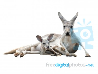 Gray Kangaroo With Joey Stock Photo