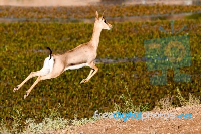 Gazelle Stock Photo