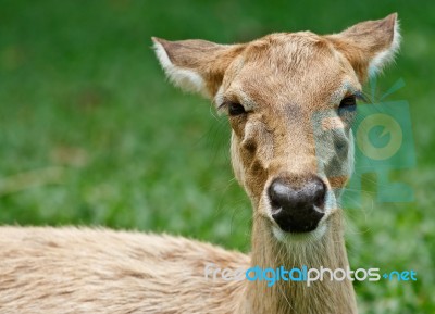 Gazelle Stock Photo