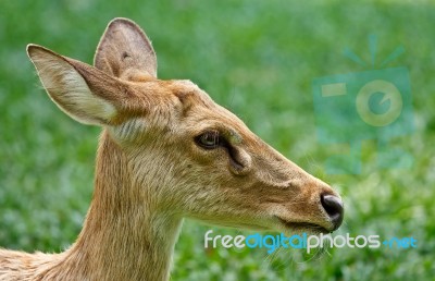 Gazelle Head Stock Photo