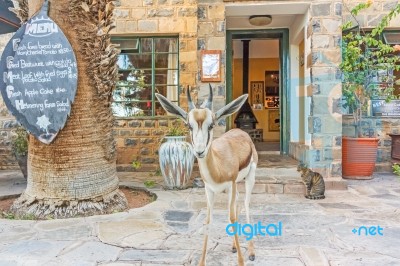 Gazelle In Front Of The Hotel And Restaurant In Helmeringhousen,… Stock Photo