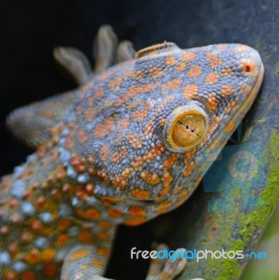 Gecko Stock Photo