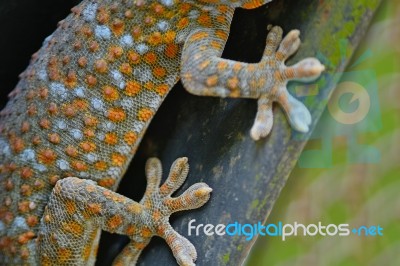 Gecko Stock Photo