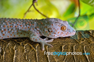 Gecko  Stock Photo