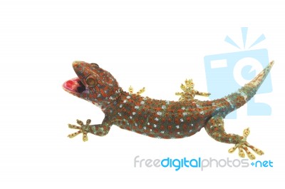 Gecko Stock Photo