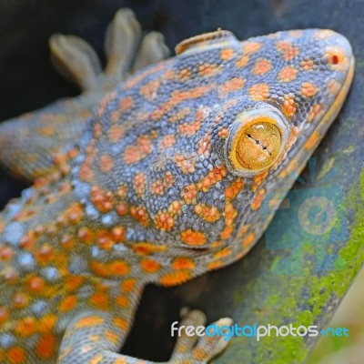 Gecko Lizard Stock Photo