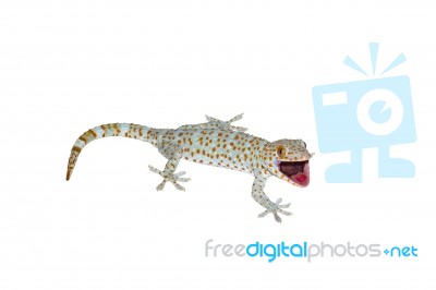 Gecko Reptile Lizard Stock Photo