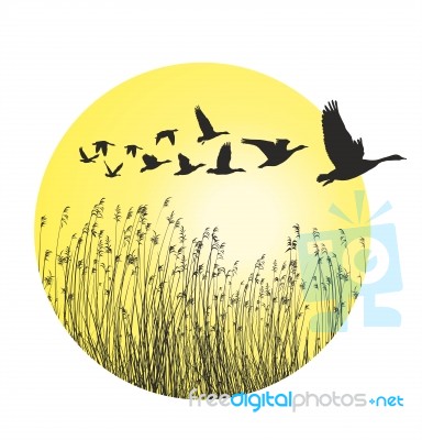 Geese And Reeds In The Ring Stock Image