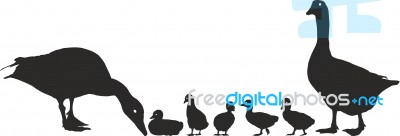 Geese Family With Young Stock Image