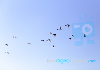 Geese Flying In Blue Spring Sky, V-formation Stock Photo