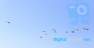 Geese Flying In Blue Spring Sky, V-formation Stock Photo