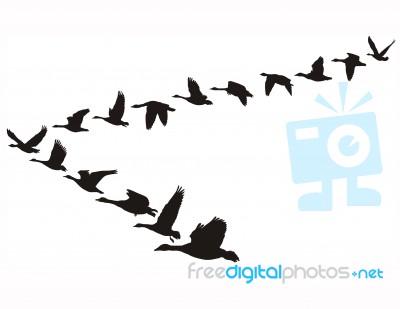 Geese Flying Unity Stock Image