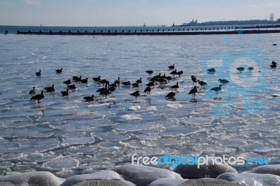 Geese Navigating Chicago's Frozen Lake Michigan In January Stock Photo