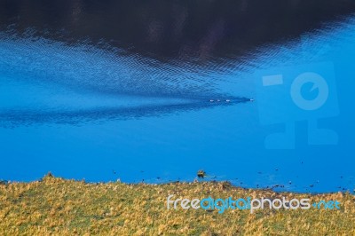 Geese On Derwentwater In The Lake District Stock Photo