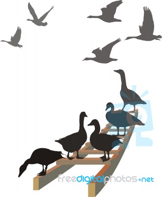 Geese On The Ladder Stock Image