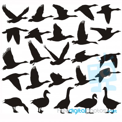 Geese Silhouette Stock Image