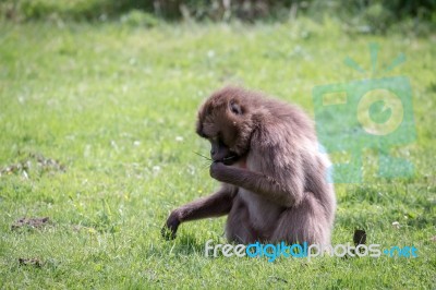 Gelada Baboon (theropithecus Gelada) Stock Photo