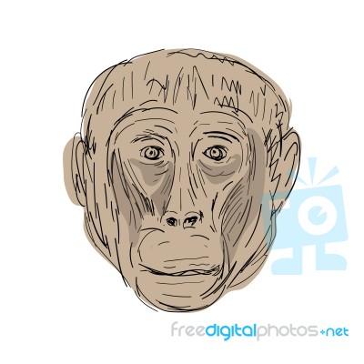 Gelada Monkey Head  Drawing Stock Image