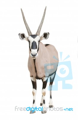 Gemsbok Or Oryx Stock Photo