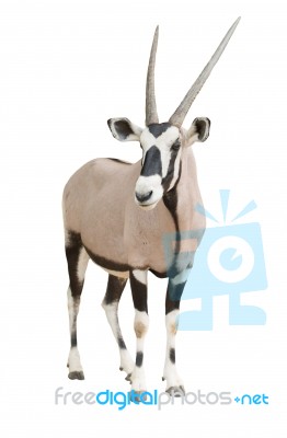 Gemsbok Or Oryx Stock Photo