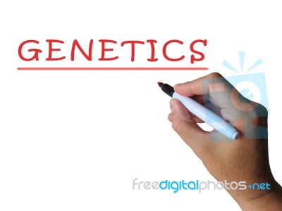 Genetics Word Shows Genetic Makeup And Anatomy Stock Image