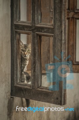 Georgian Cat Stock Photo