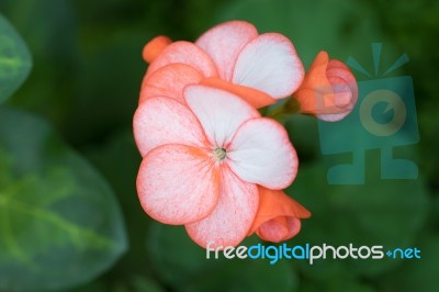 Geranium Stock Photo