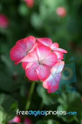 Geranium Stock Photo