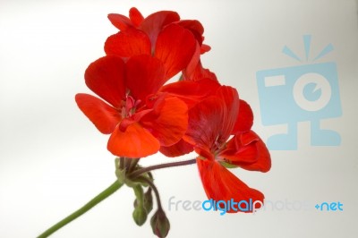 Geranium Flower Stock Photo