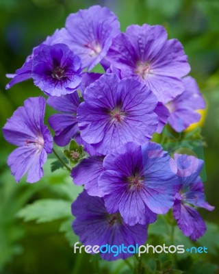 Geranium - Geranium Pratense Or  Meadow Cranesbill Stock Photo