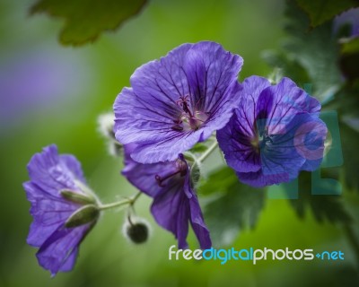 Geranium Or Cranesbill Stock Photo