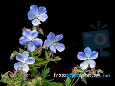 Geranium Pratense (meadow Cranesbill) Stock Photo