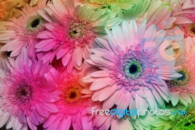 Gerbera Colorful Flowers Stock Photo