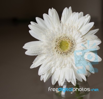 Gerbera Daisy Stock Photo