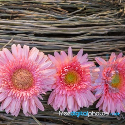 Gerbera Decoration Stock Photo