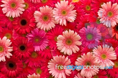 Gerbera Flower Stock Photo