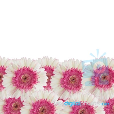 Gerbera Flower Stock Photo