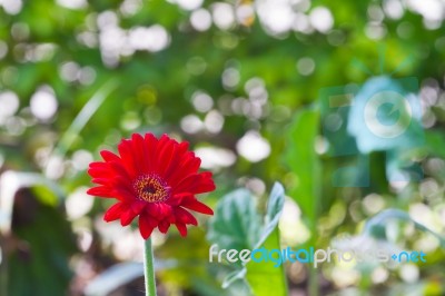 Gerbera Flower Stock Photo