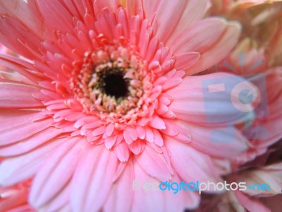 Gerbera Flower Stock Photo