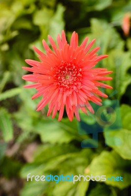 Gerbera Flowers, Red Leaves, Green Leaves Stock Photo