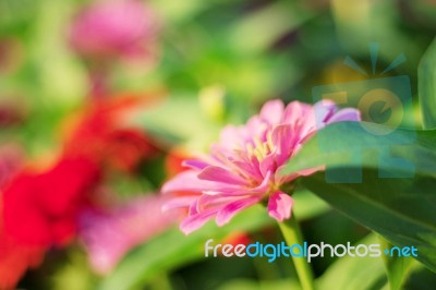 Gerbera With The Colorful Stock Photo