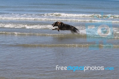 German Shepard In The Sea Stock Photo