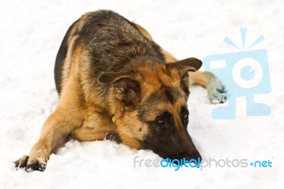 German Shepherd Stock Photo