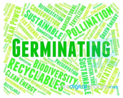 Germinating Word Indicating Words Germinates And Germinated Stock Image