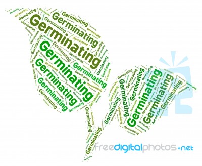 Germinating Word Shows Germination Cultivates And Germinates Stock Image